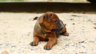 Kahverengi köpek kumların üzerinde yatıyor.