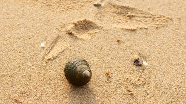 Crab hermit crab crawls on the sand at the beach top view point — Stock Video