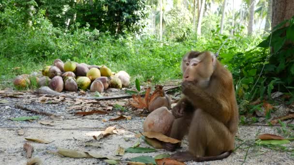 O macaco está a comer coco. Macaco coletando cocos recebeu um prêmio por trabalho — Vídeo de Stock