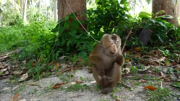 Een aap zit op het gras en eet iets. — Stockvideo