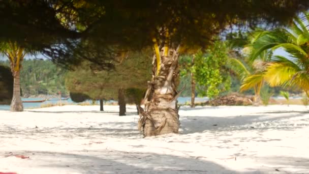 Paysage tropical, branches de palmier au soleil balancent dans le vent — Video