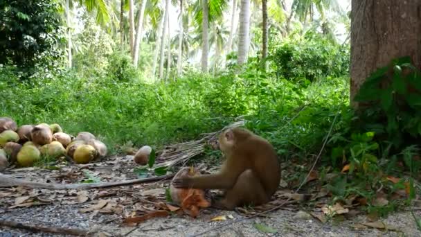 Monkey is eating coconut. Monkey collecting coconuts received an award for work — Stock Video