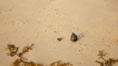 Yengeç keşiş yengeci sahildeki kumda sürünür.