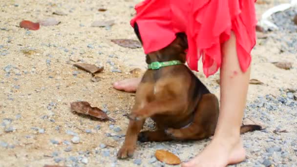 子犬はドレスのために子供をかむ、犬はスカートの裾で遊ぶ — ストック動画