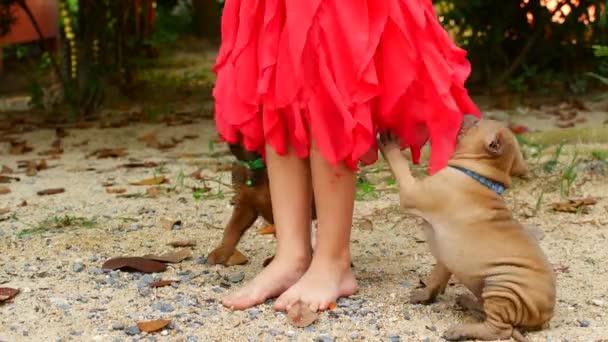 Κουτάβια δαγκώνουν το παιδί για φορέματα, τα σκυλιά παίζουν με το στρίφωμα της φούστας — Αρχείο Βίντεο