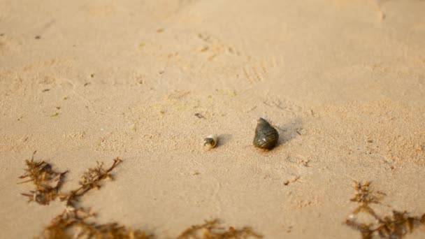 Краб вільний краб повзає на піску на пляжі — стокове відео