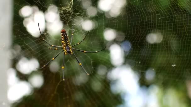 Velký dřevěný banánový pavouk Nephila — Stock video