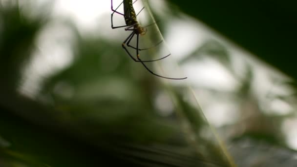 Grande aranha de banana de madeira Nephila — Vídeo de Stock