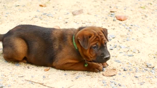 El cachorro marrón yace sobre una arena — Vídeo de stock