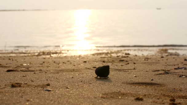 Crab hermit crawls to the sea in the sun. — Stock Video