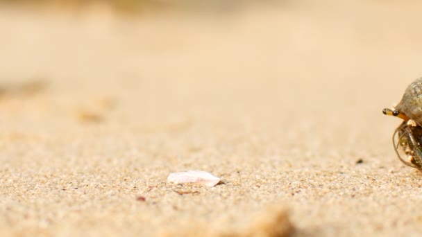 Krabbeneinsiedlerkrebs krabbelt auf dem Sand am Strand — Stockvideo