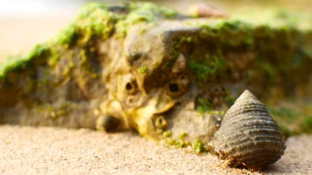 Krab heremietkreeft kruipt op het zand aan het strand — Stockvideo