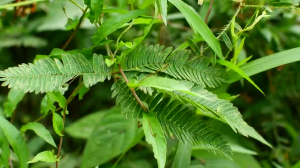 Die Pflanze faltet ihre Blätter, der Strauch versteckt sich vor Gefahr — Stockvideo