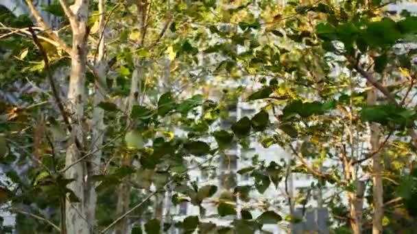 Дерево листья на ветру — стоковое видео