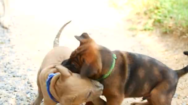Щенки играют друг с другом, маленькие собаки кусают друг друга — стоковое видео