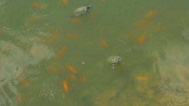 Turtles swim in a pond, Malaysia.