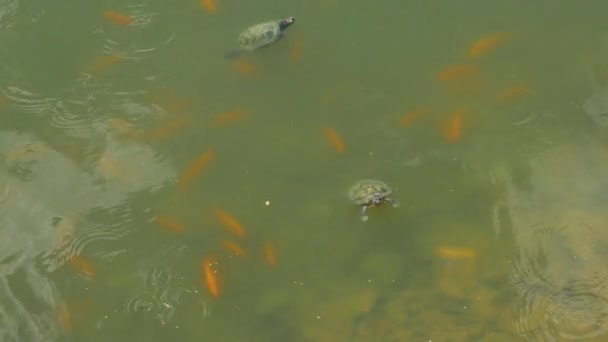 Turtles swim in a pond, Malaysia. — Wideo stockowe