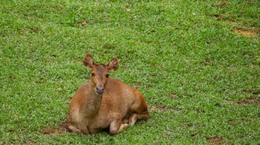 Young deer resting lying on the grass