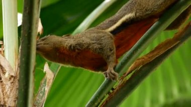 Squirrel feed on a palm tree.