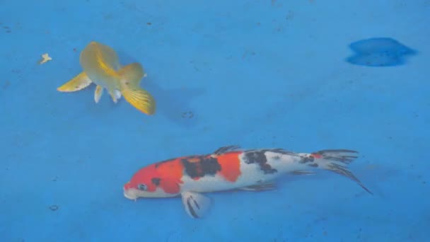 Multi-colored carps swim in blue water — Stock Video