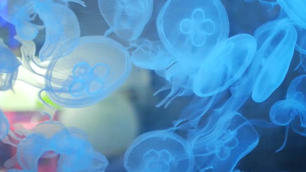 Meduse nuotare in acquario. Scienza e natura — Video Stock