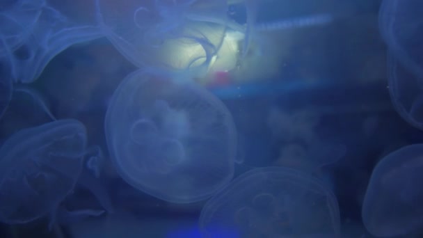 Meduse nuotare in acquario. Scienza e natura — Video Stock