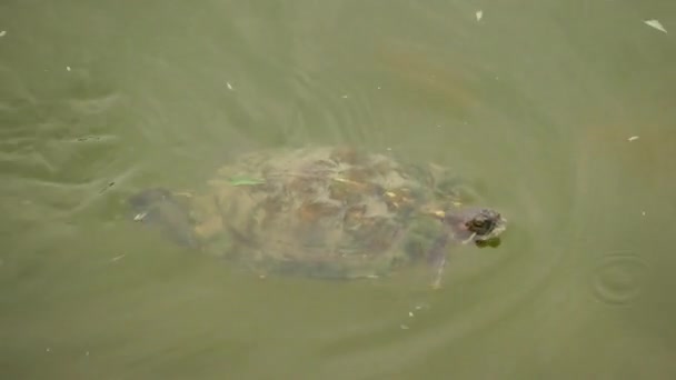 La tortue nage dans l'eau boueuse du lac — Video