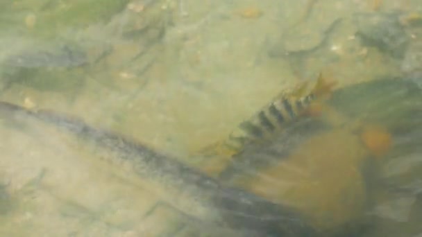 Regarder des poissons dans un étang, un poisson aide un autre à se cacher 