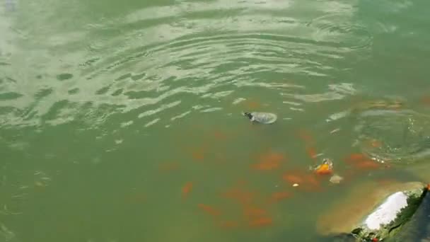 Turtles swim in a pond, Malaysia. — стокове відео