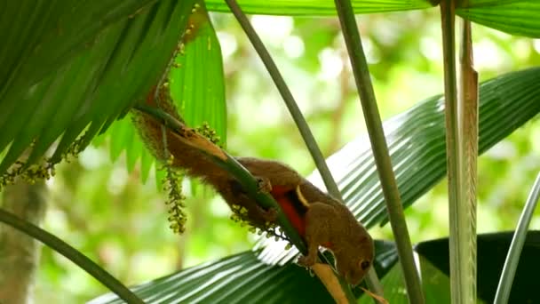 Squirrel feed on a palm tree. — Stock video