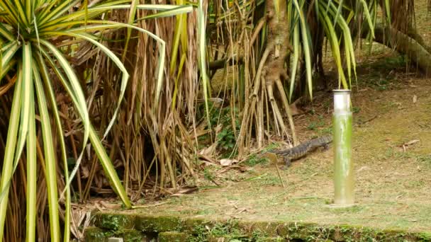 Large Malaysian monitor lizard. — Stockvideo