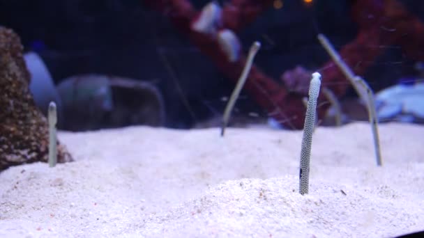 Peixes de areia como cobras Congridae — Vídeo de Stock