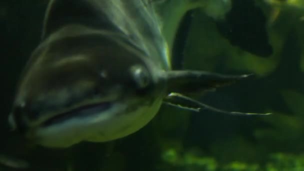 Haie schwimmen unter Wasser, ein Aquarium mit verschiedenen Fischen — Stockvideo