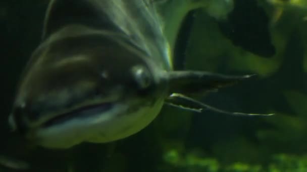 Haaien zwemmen onder water, een aquarium met verschillende vissen — Stockvideo