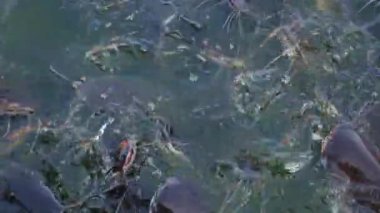 Nehirde bir sürü yayın balığı var. Asya