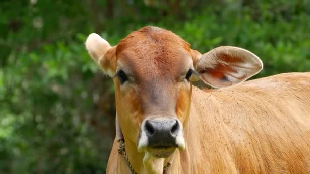 Тайська корова пасеться на кокосовому полі. — стокове відео
