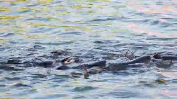 Muitos peixes-gato no rio. Ásia — Vídeo de Stock