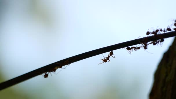 Ameisen laufen auf einem Ast. Silhouetten laufender Insekten — Stockvideo