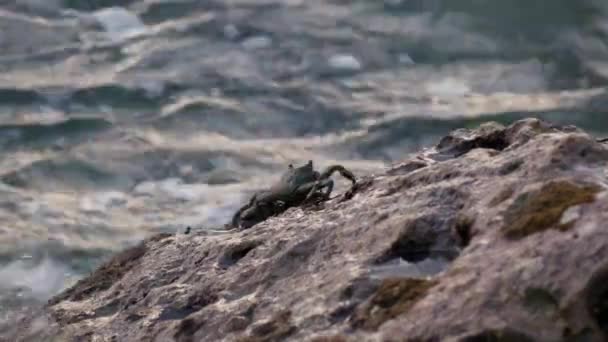 Golven op zee. Een zwarte krab zit op een steen — Stockvideo