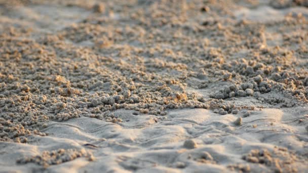 모래 위에 있는 바 다 의작은 게들 — 비디오