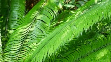 Tropikal yeşiller Asya Tayland 'ı terk ediyor