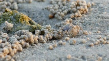 Kumsalda küçük deniz yengeçleri