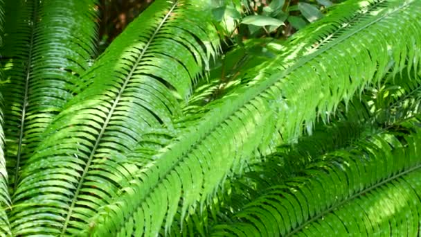 Tropikalne zieleni liście azjatyckie Tajlandia — Wideo stockowe