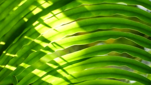 Vert tropical feuilles asiatiques thailand — Video