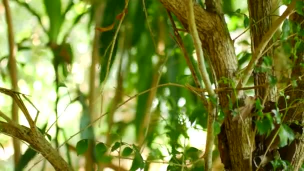 Τροπικά πράσινα φύλλα Ασία Ταϊλάνδη — Αρχείο Βίντεο