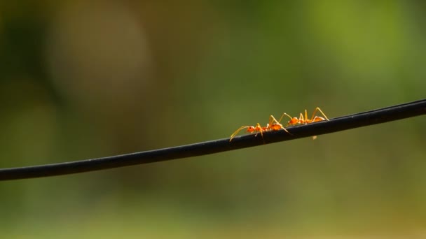 Le formiche corrono su un ramo. Silhouette di insetti in esecuzione — Video Stock