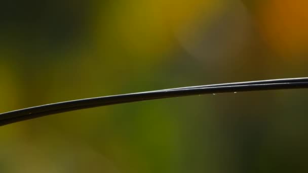 Ameisen laufen auf einem Ast. Silhouetten laufender Insekten — Stockvideo