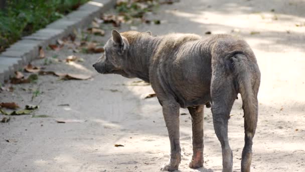 Un perro que está de pie en la tierra — Vídeos de Stock