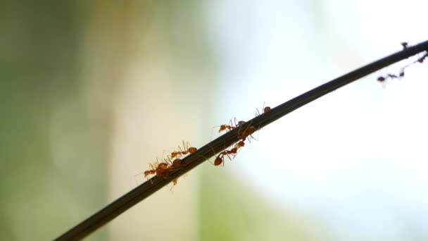 Mieren rennen op een tak. Silhouetten van lopende insecten — Stockvideo