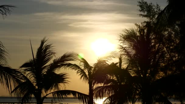 Palmeras contra el cielo del atardecer. Tailandia — Vídeos de Stock